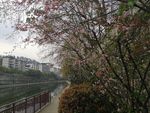 湘江河边的桃花