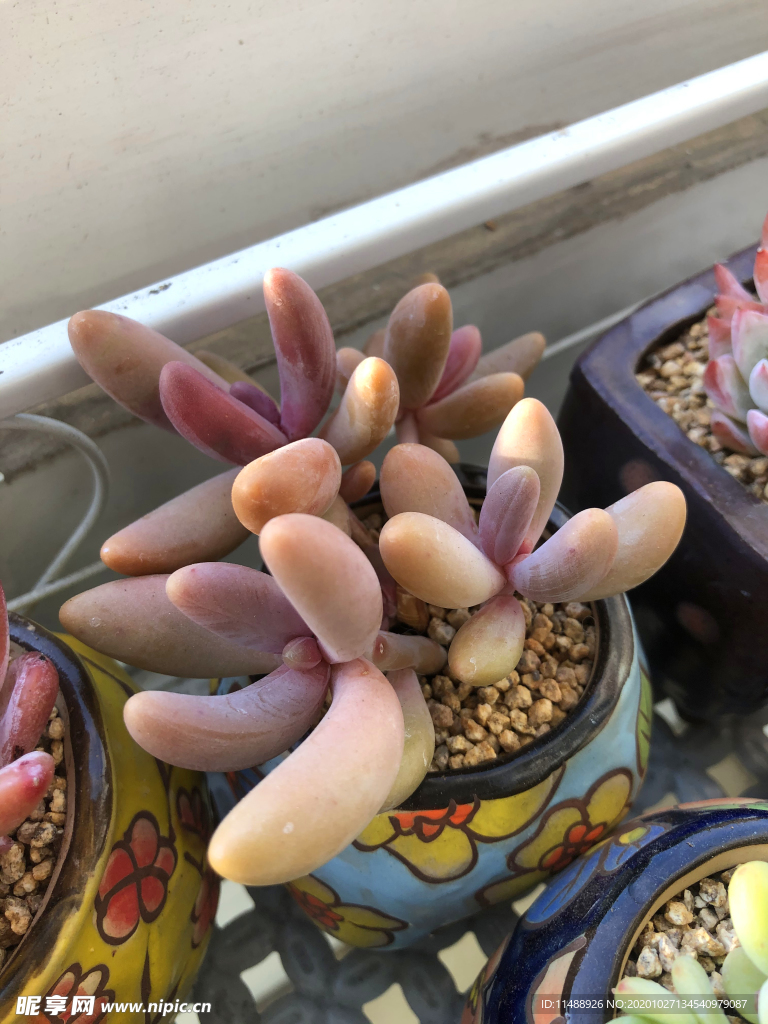 多肉紅手指