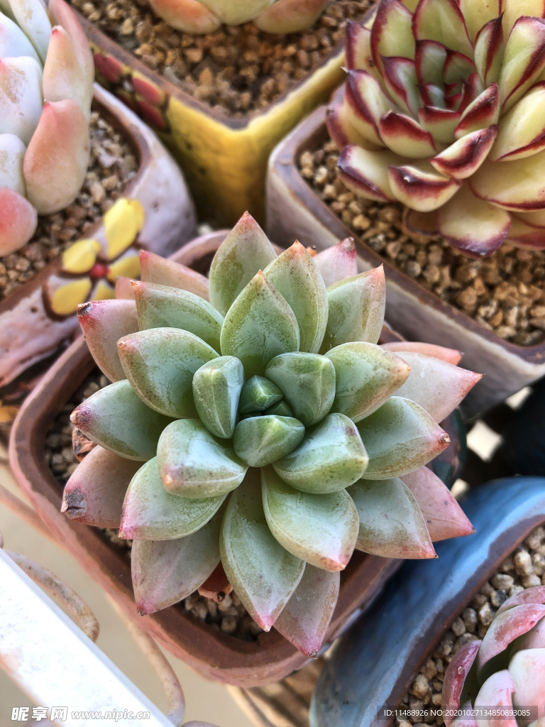 多肉紅蜻蜓