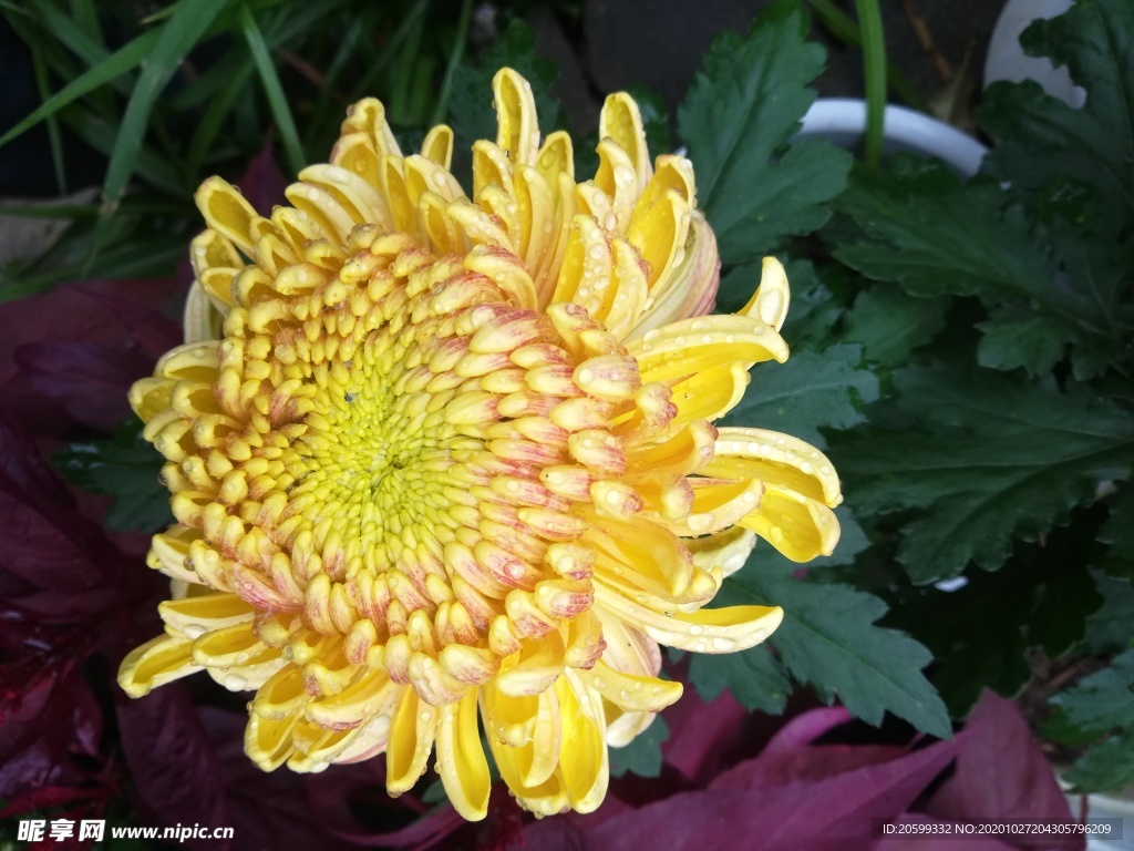 菊花