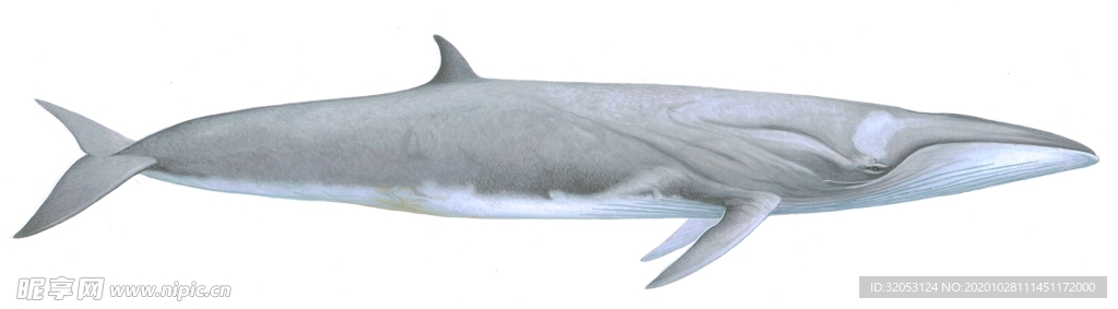 魚