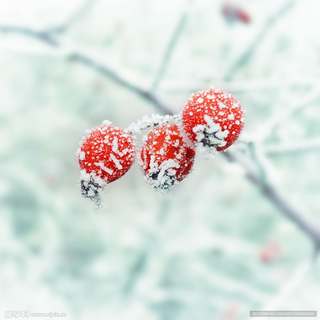 霜降果實冬季紅色