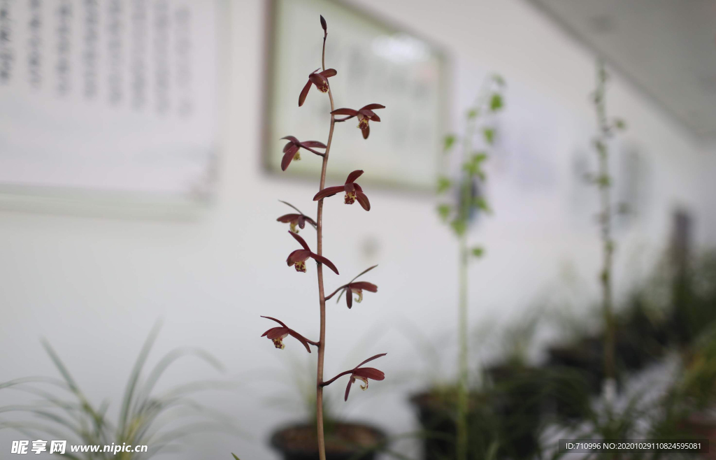 蘭花開花