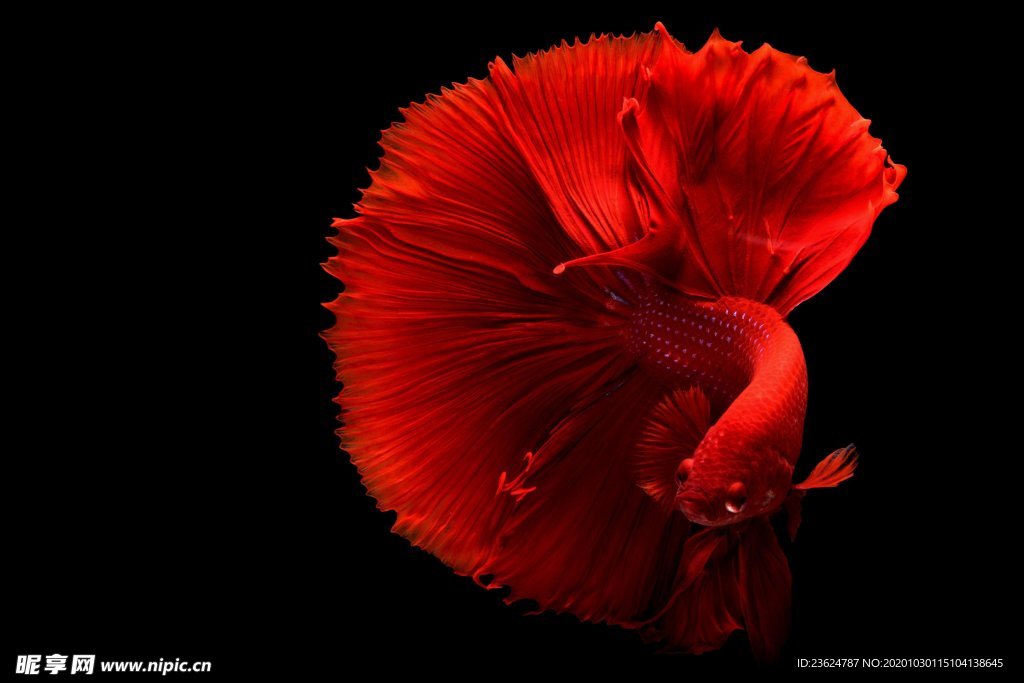 紅色的魚