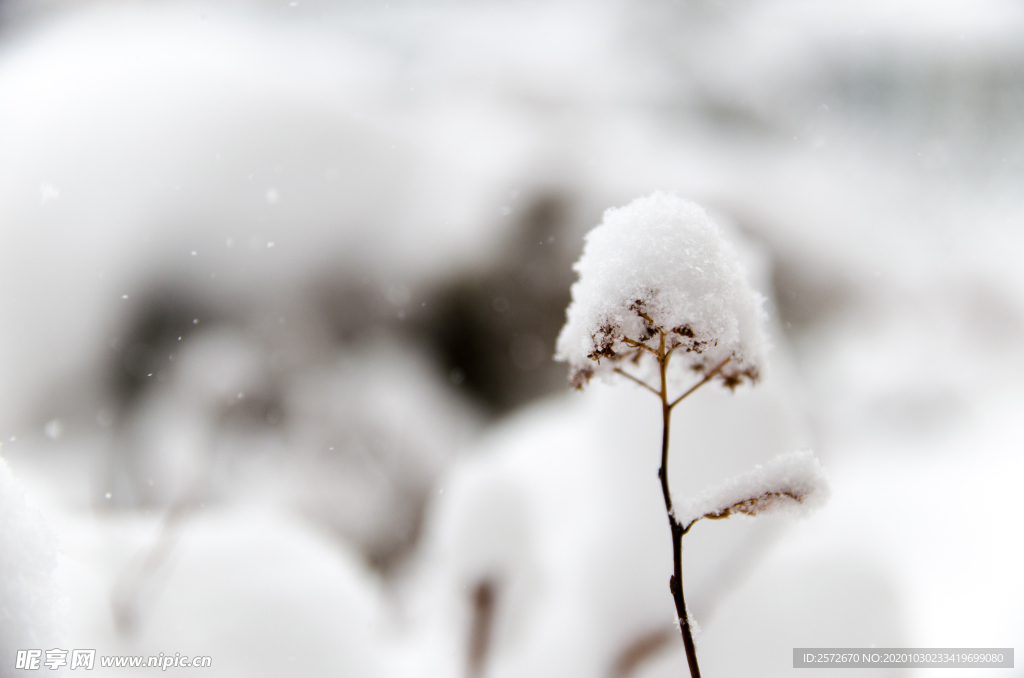 雪花 冬天 植物 纯洁 生命