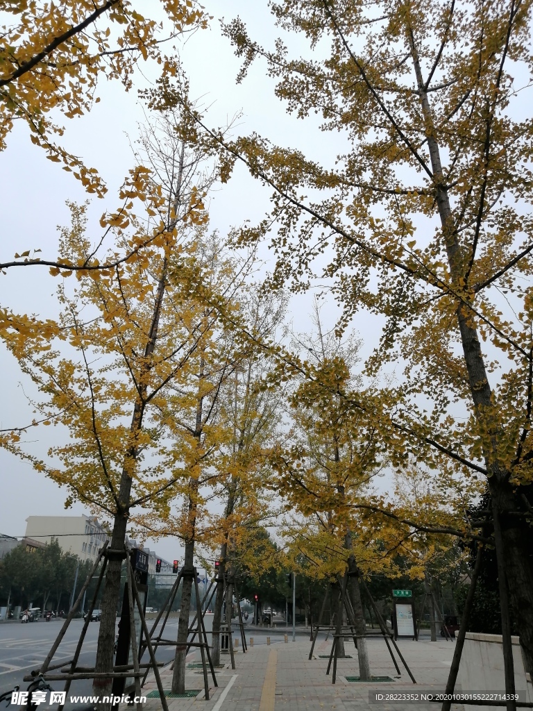 秋季素材 树木素材 一叶知秋