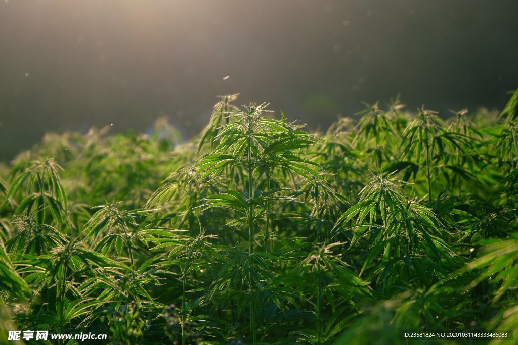 成片植物