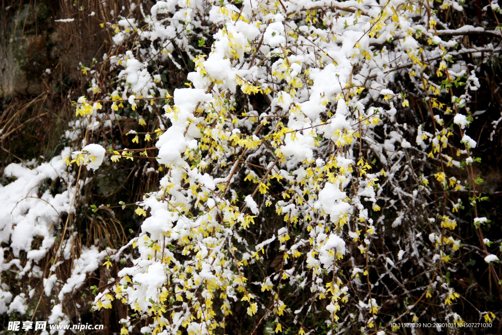 雪中小黄花