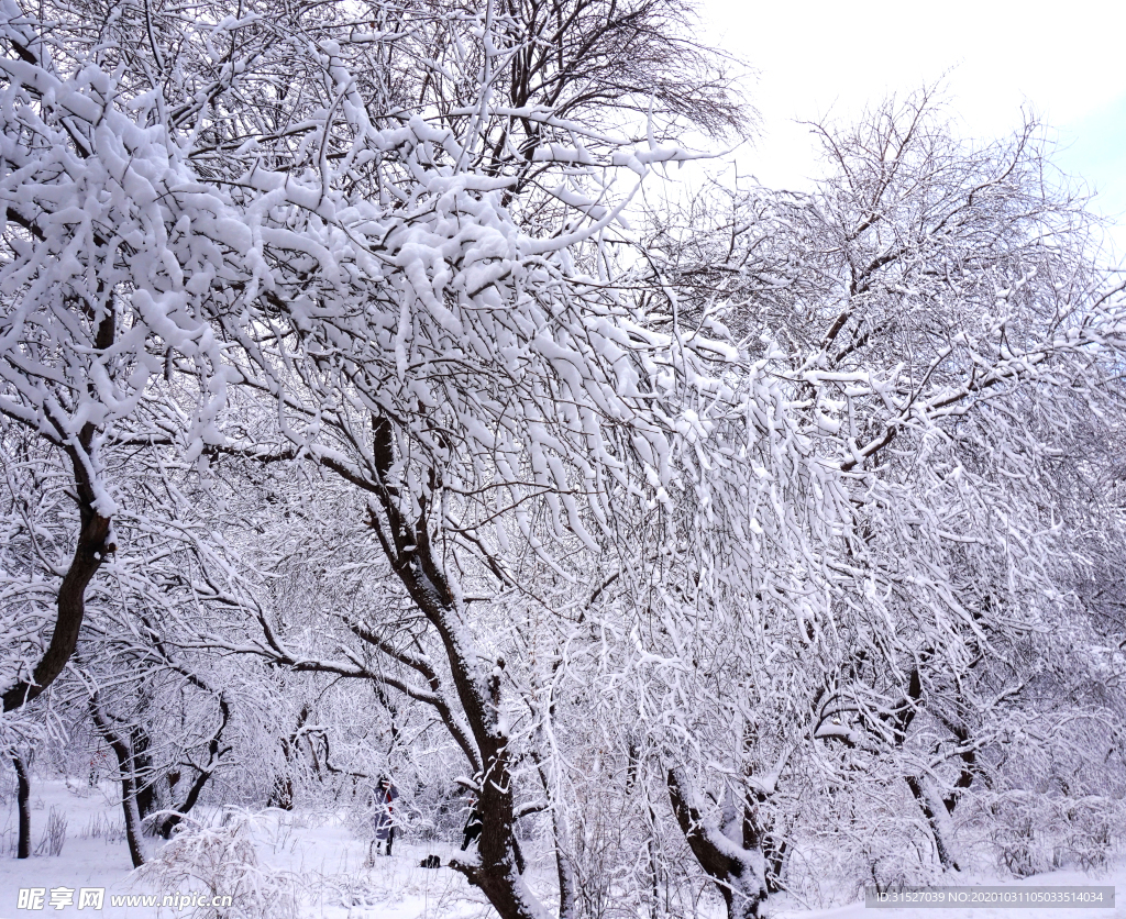 雪地里的樹木