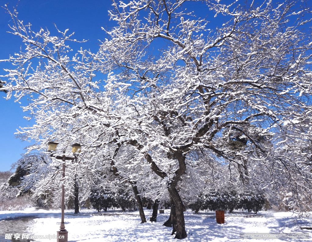 雪地里的樹木