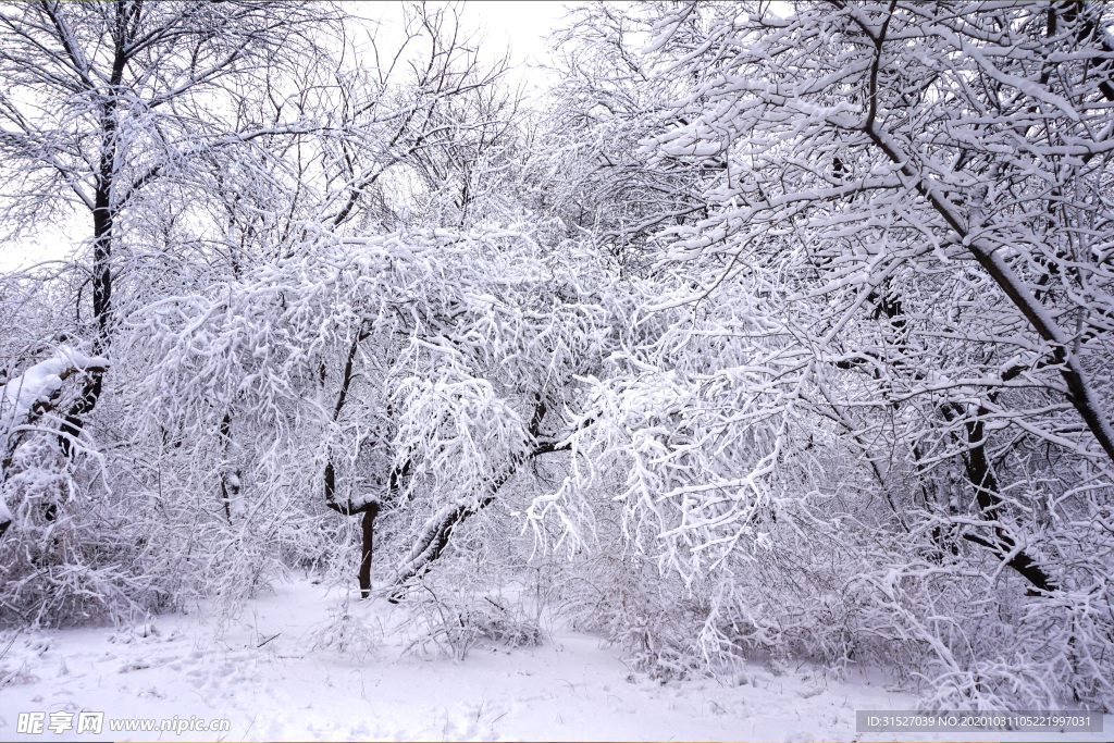 雪中樹木