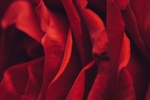 红色花朵背景