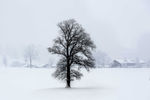 冬季风雪中孤独的大树