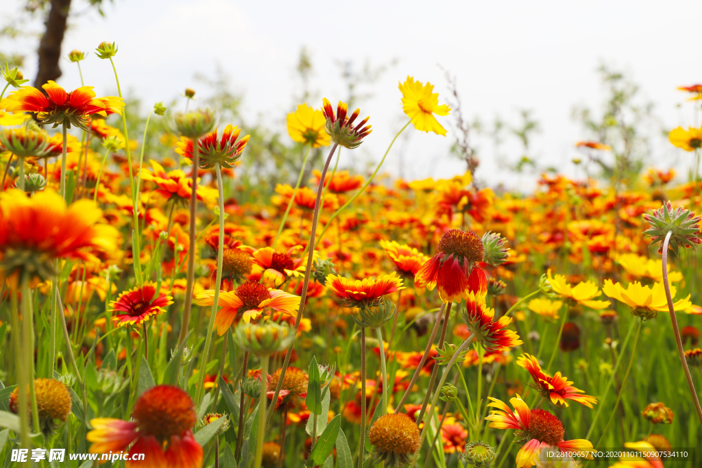 菊花