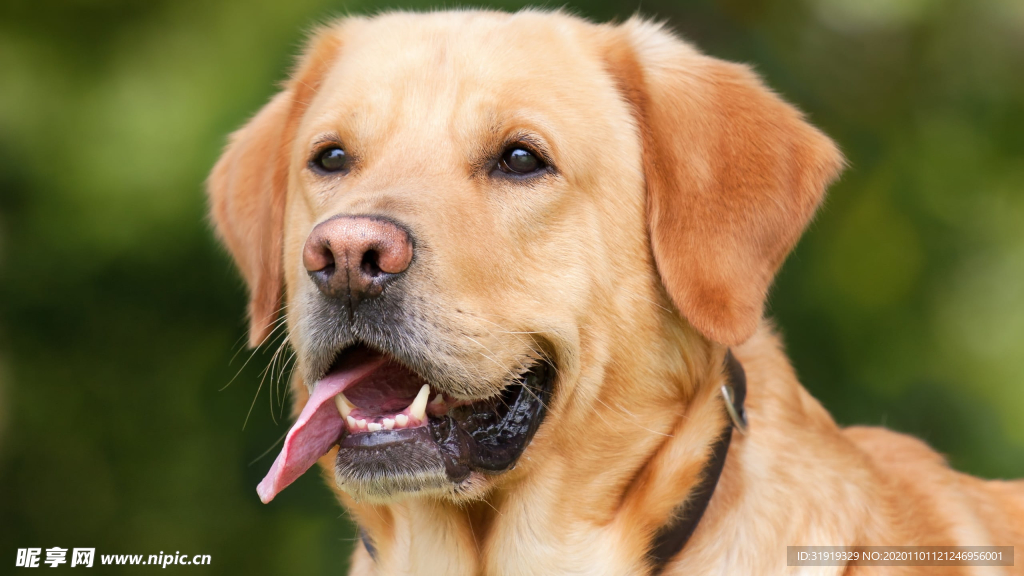 黃色 拉布拉多獵犬
