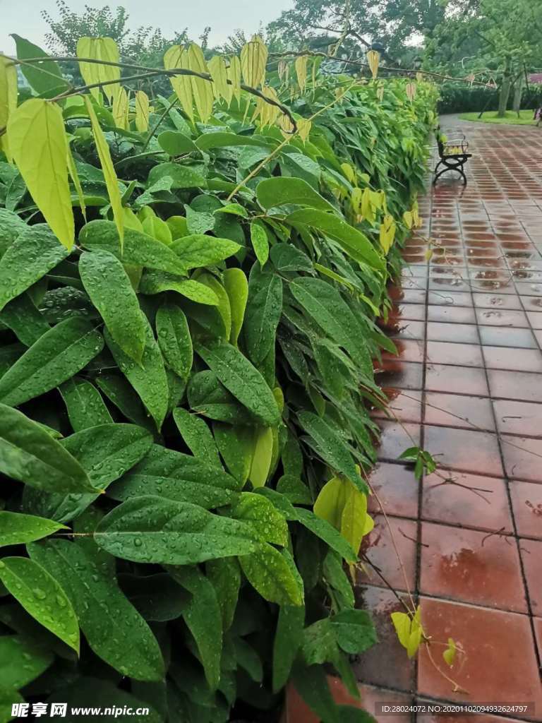 藤蔓帶雨