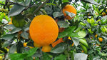 脐橙 水果