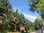 街邊美景 藍天 綠樹