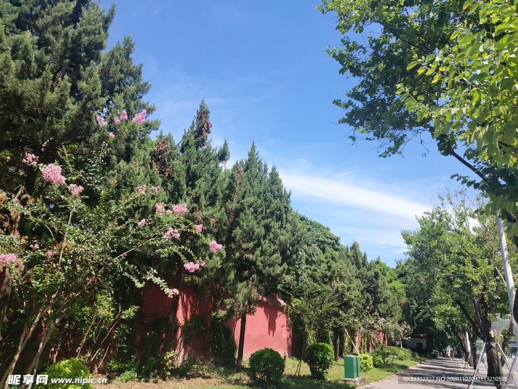 街邊美景 藍天 綠樹