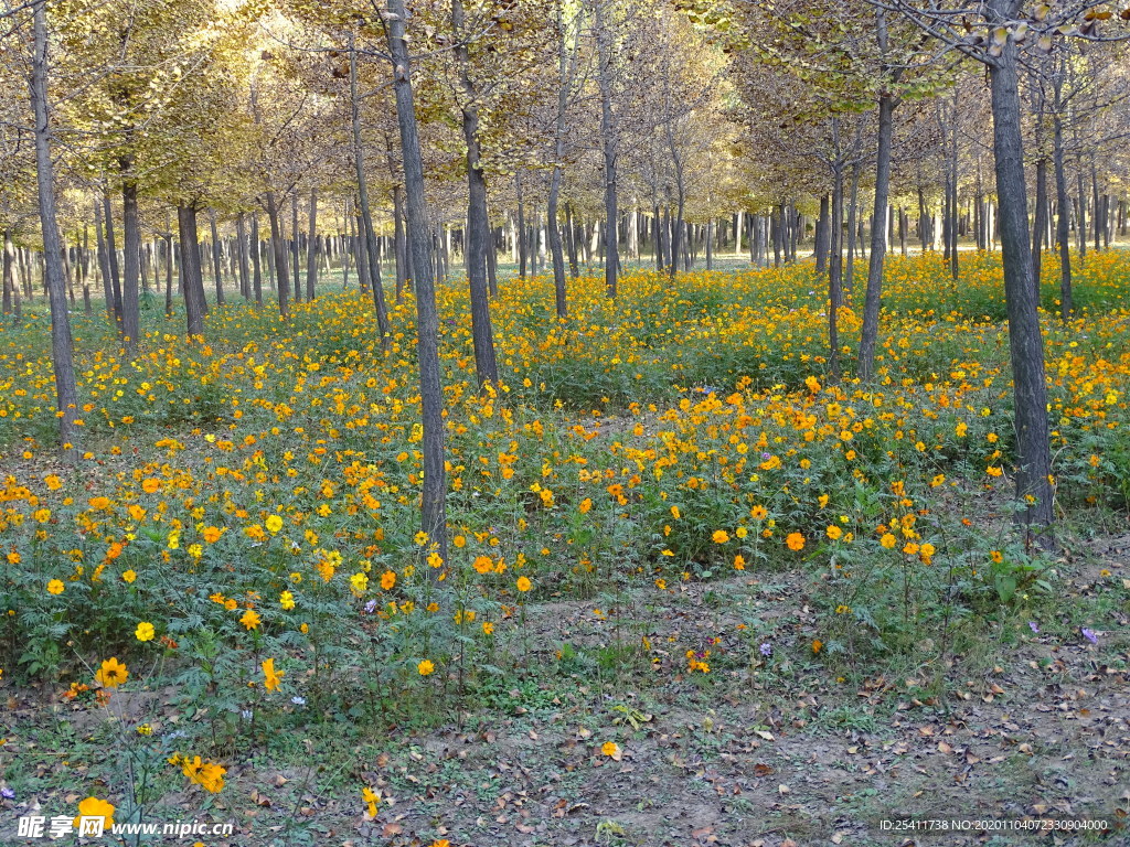 樹林里的小黃花