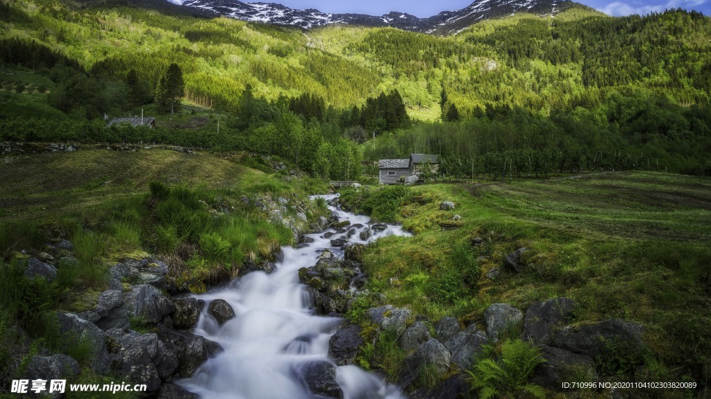 挪威森林