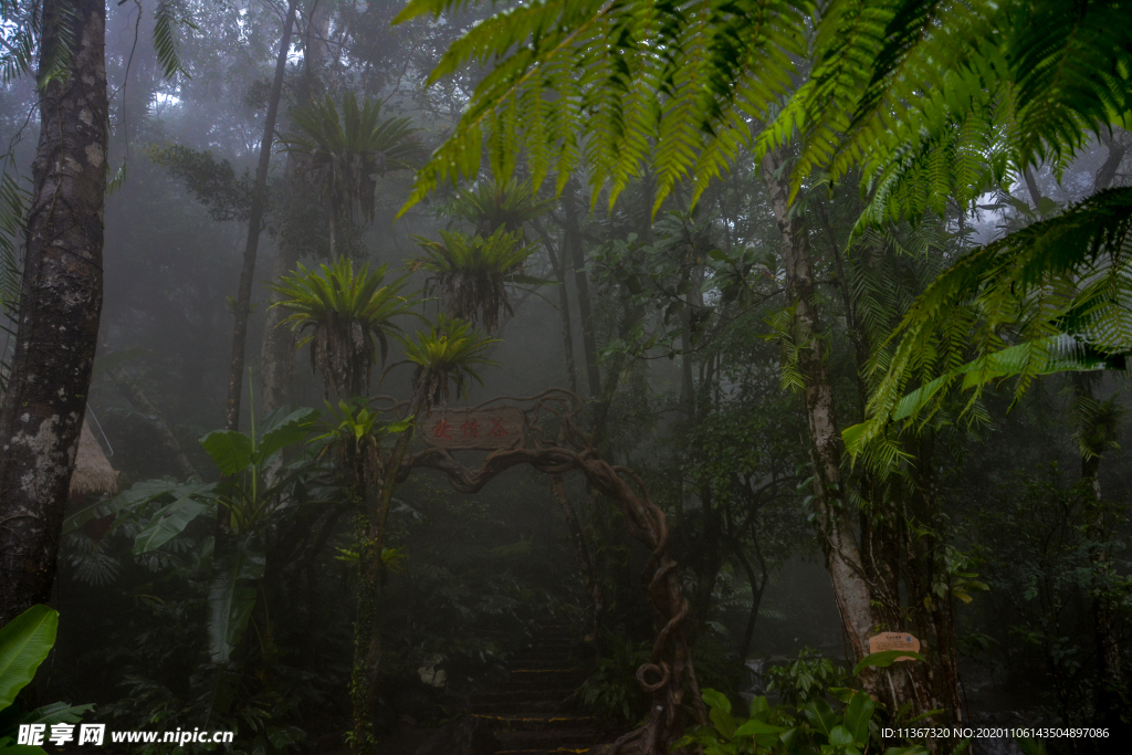 雨林秘境