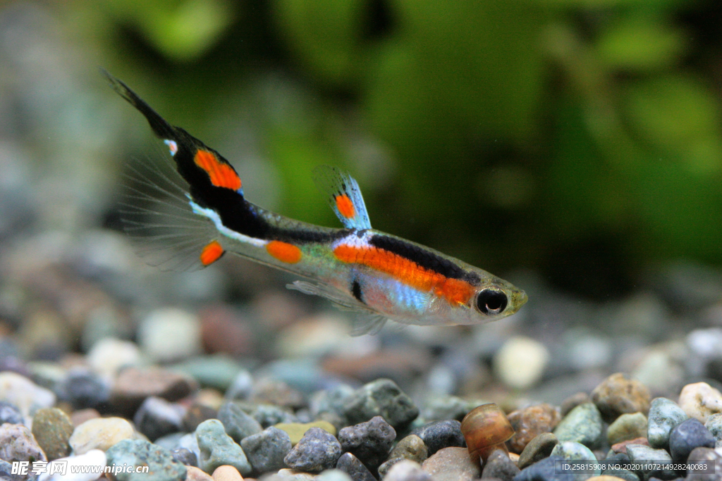 觀賞魚