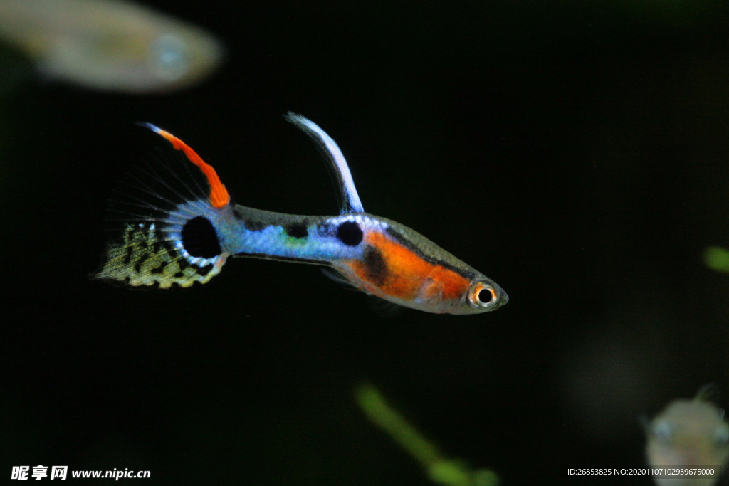 熱帶觀賞魚