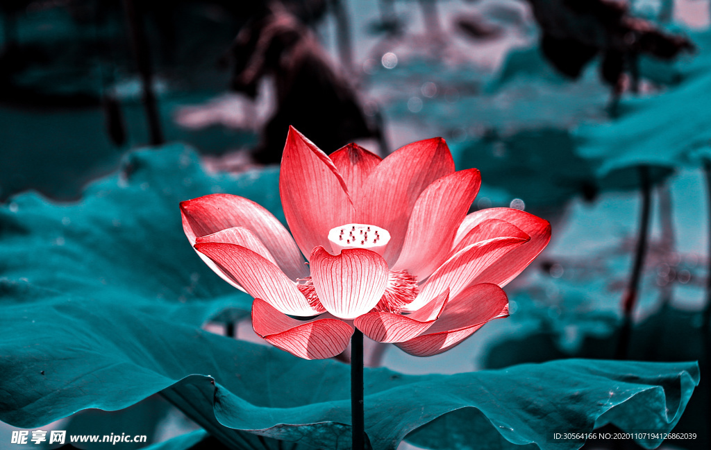 荷花荷葉傳統(tǒng)復(fù)古背景海報(bào)素材
