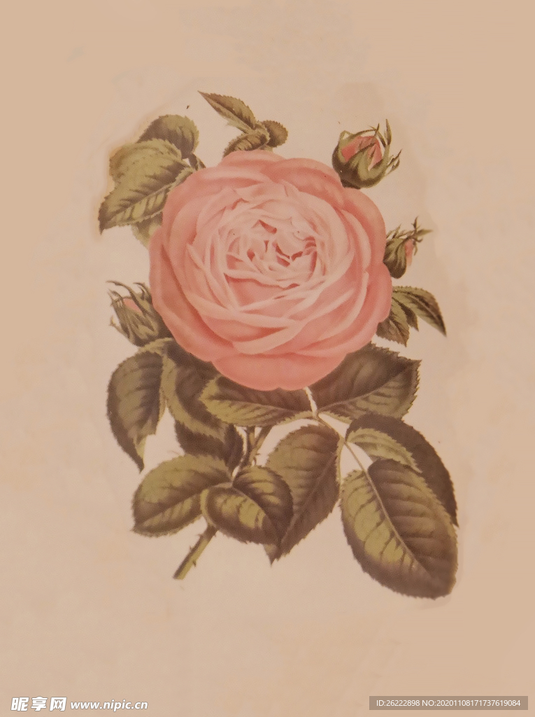 玫瑰花