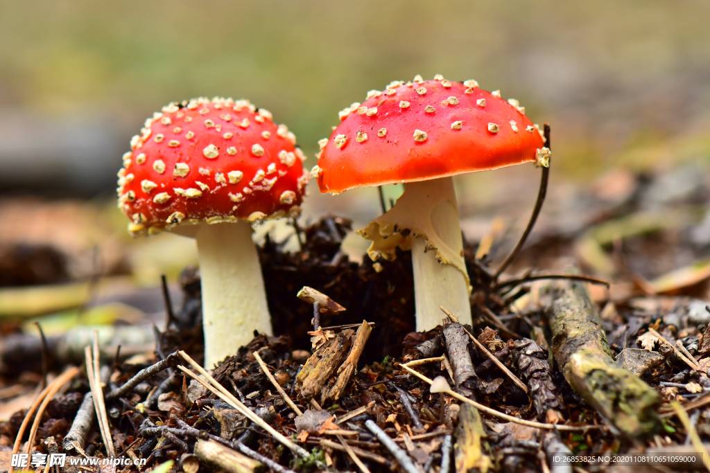 紅色毒蠅傘