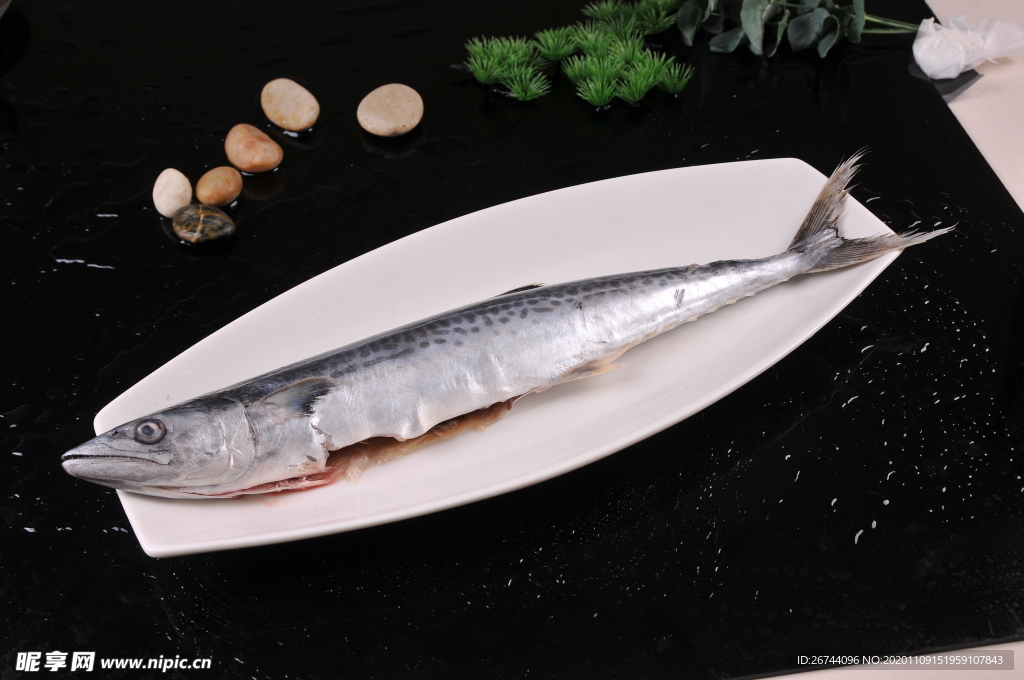 馬鮫魚