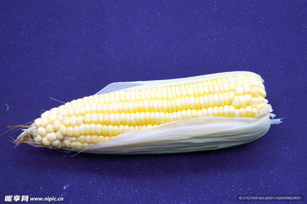 蓝底玉米摄影图