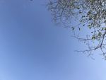 纯净的蓝天边角树