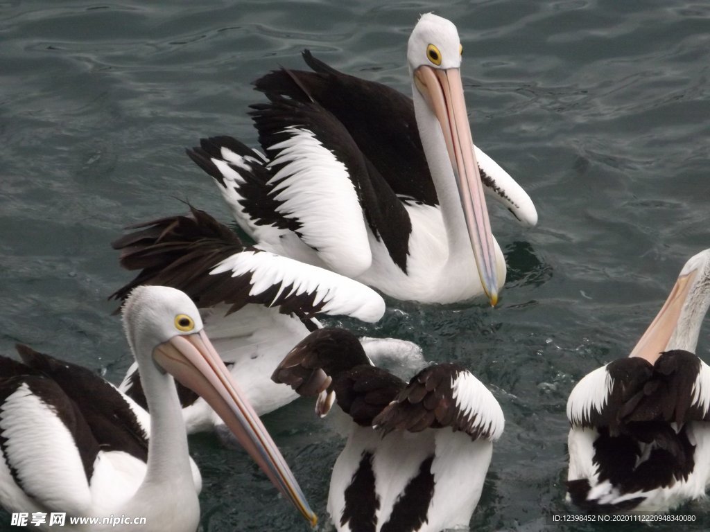 水鳥鵜鶘