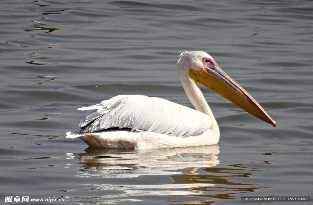 水鳥鵜鶘