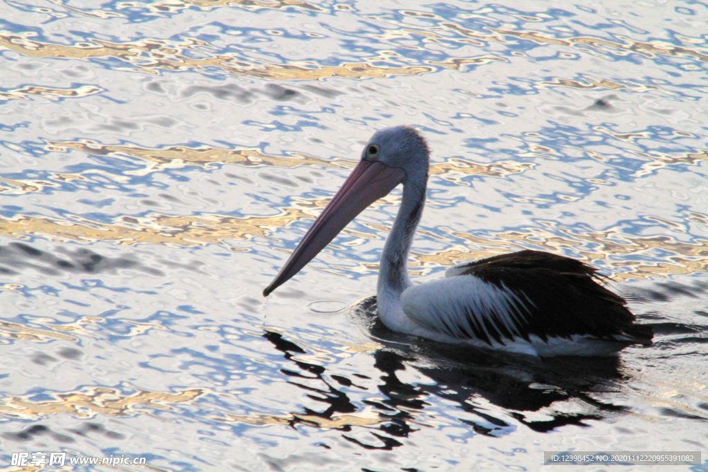 水鳥鵜鶘