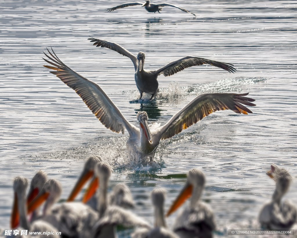 水鳥鵜鶘攝影