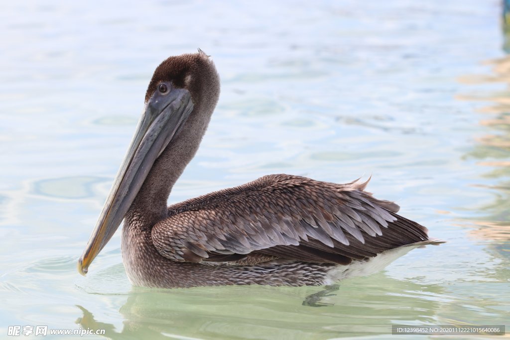 水鳥鵜鶘攝影