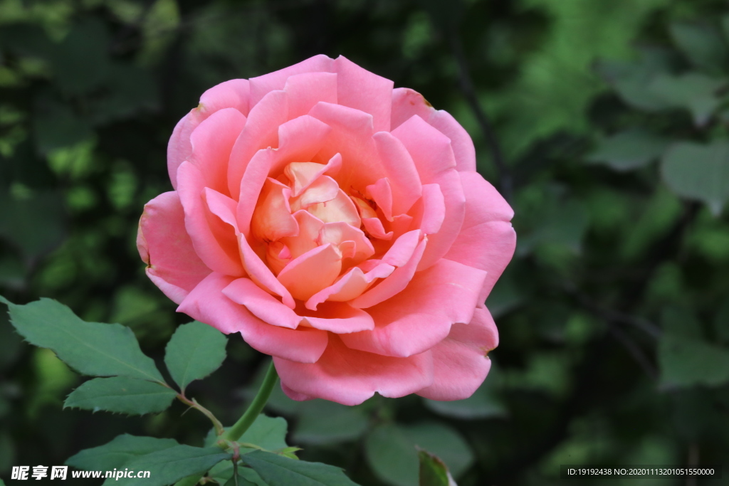 秋日月季花