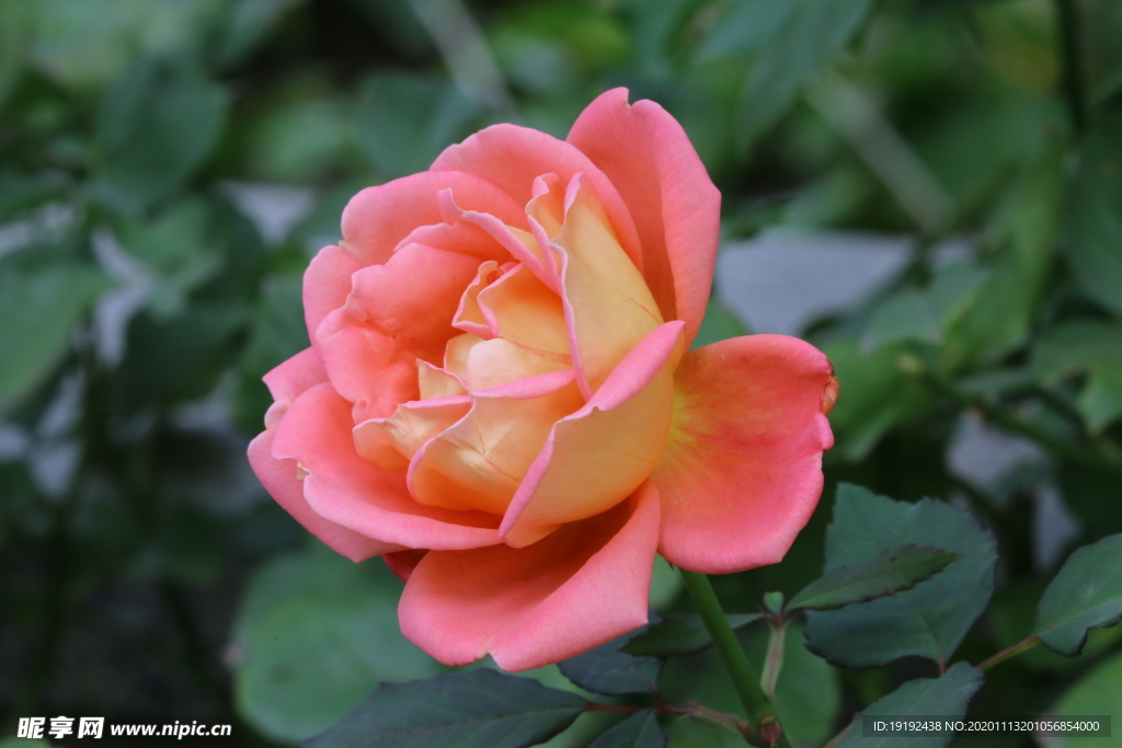 秋日月季花
