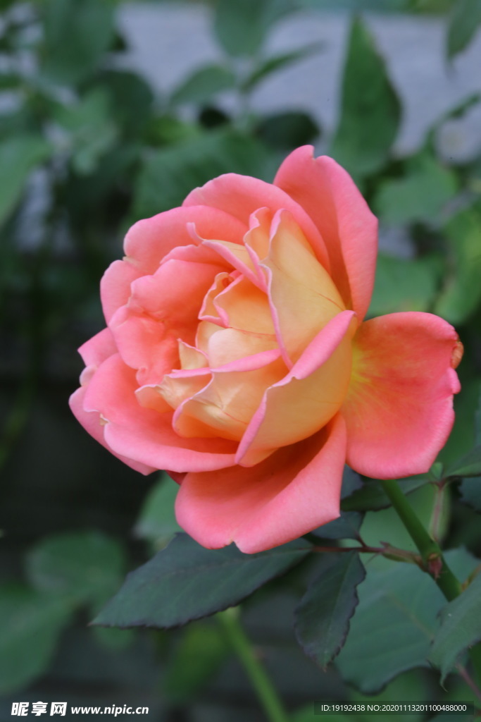 秋日月季花