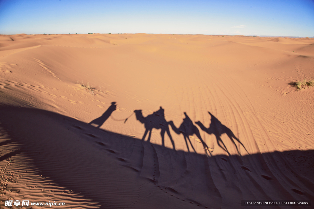 沙漠里的骆驼影子