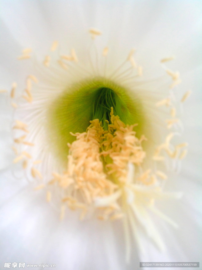 花朵攝影