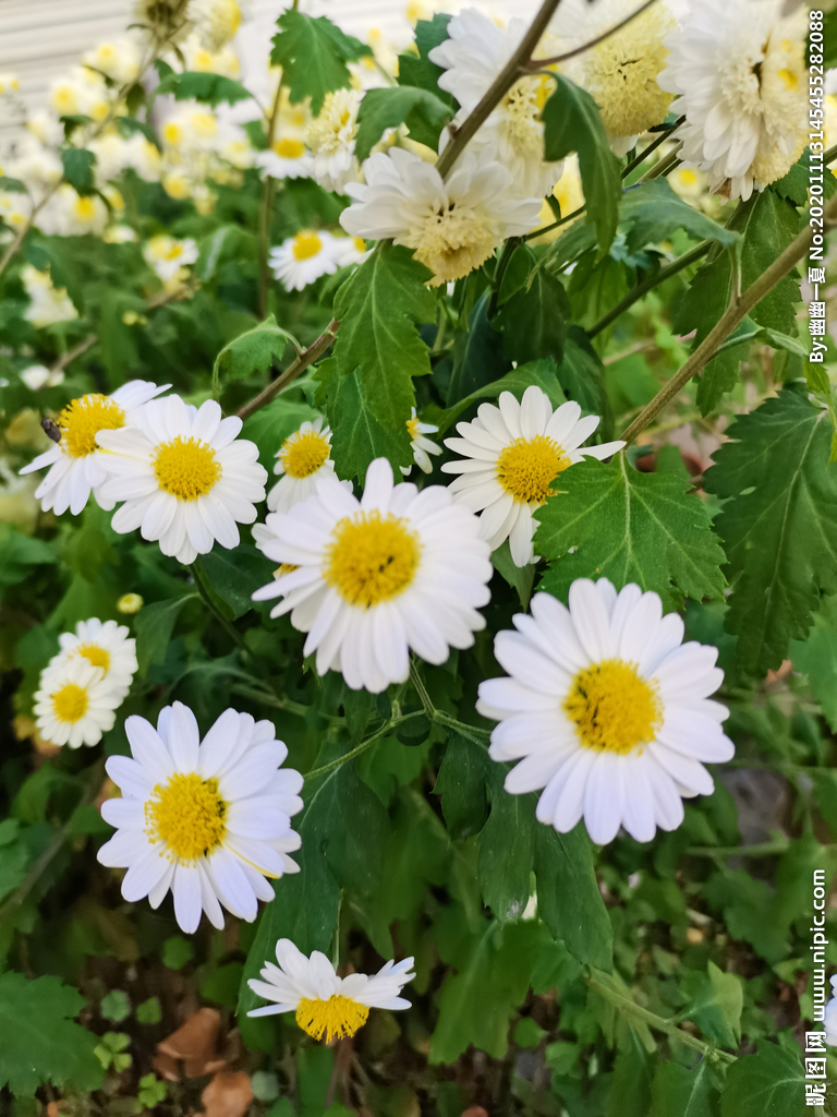 清新的白菊花