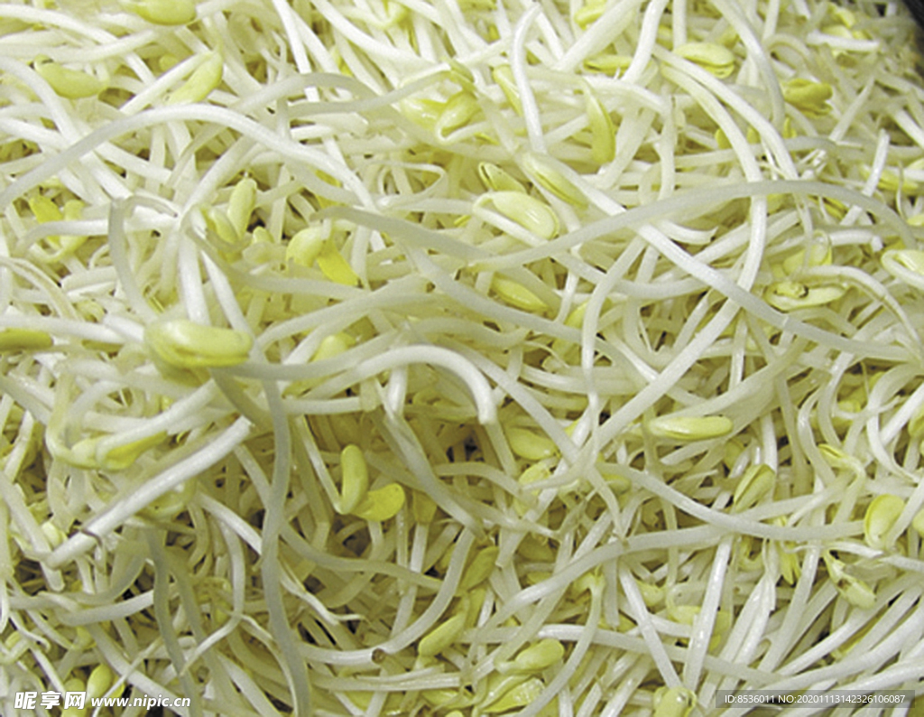 豫菜黃豆芽