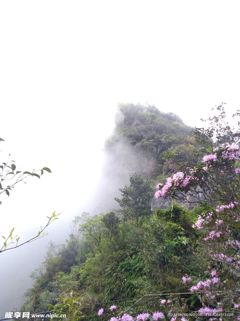 山坡上的映山紅