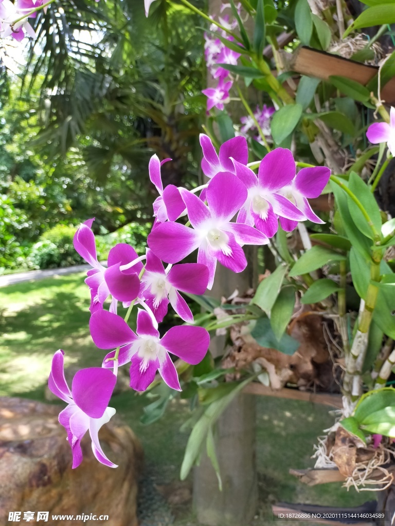 紫色蘭花