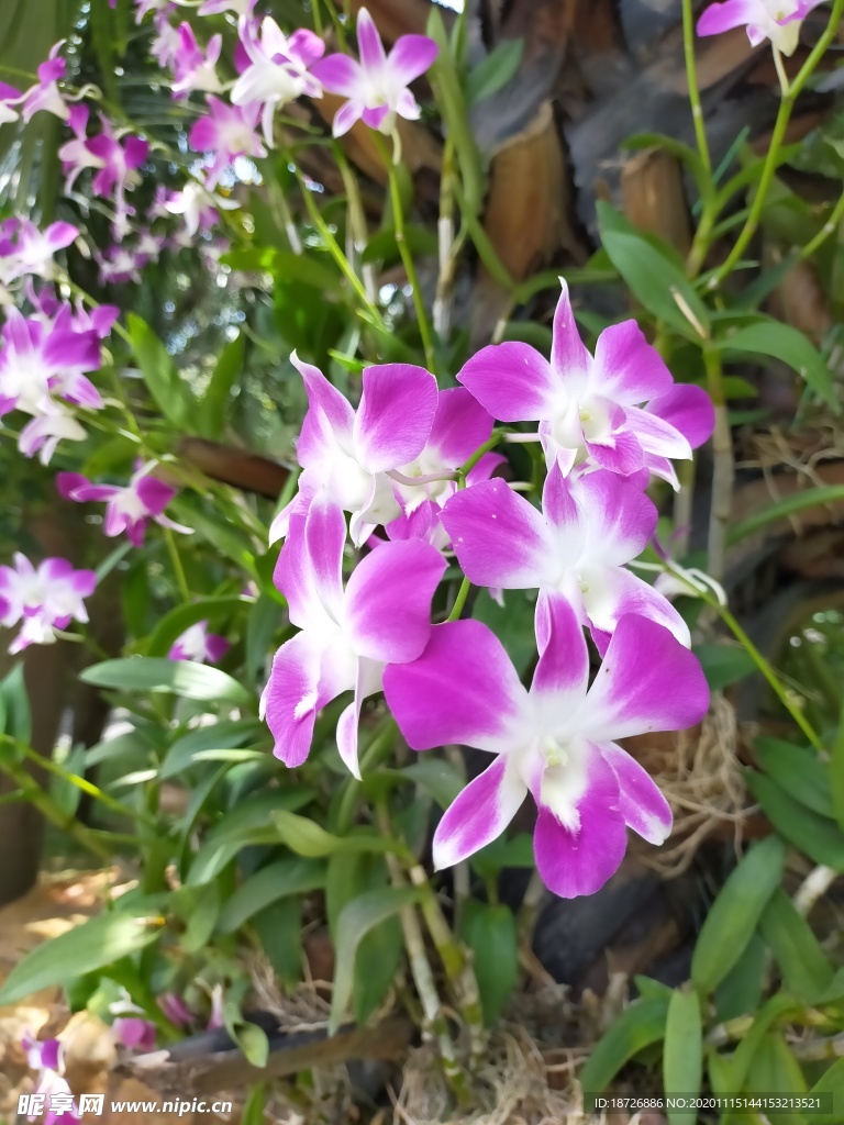 紫色蘭花