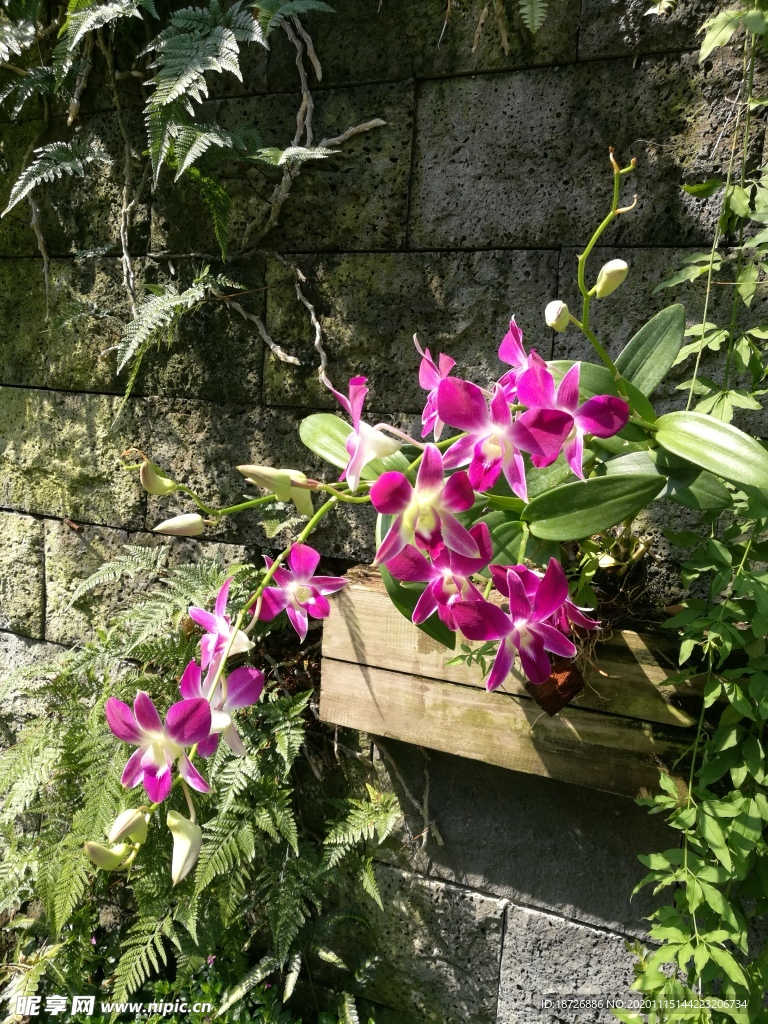 紫色蘭花